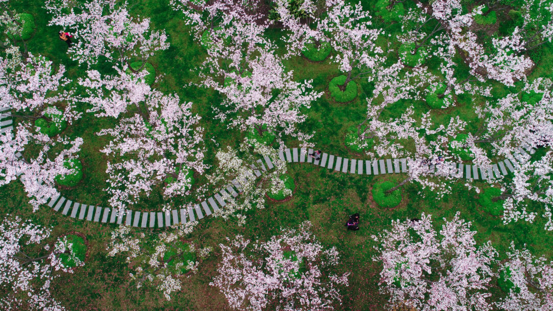 A breathtaking 4K wallpaper showcasing an aerial view of a winding stone path through abundant cherry blossoms in a Shanghai, China park. The delicate pink and white blooms create a stunning contrast against the lush green grass, as small figures stroll through the vibrant springtime scenery.