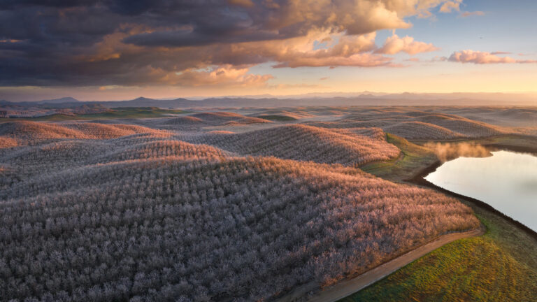 An enchanting 4K wallpaper captures almond trees in full bloom across rolling California hills, bordering a tranquil lake. The California sunset bathes the blossoming groves in warm, golden light, creating a serene and expansive landscape under a sky of dramatic clouds.