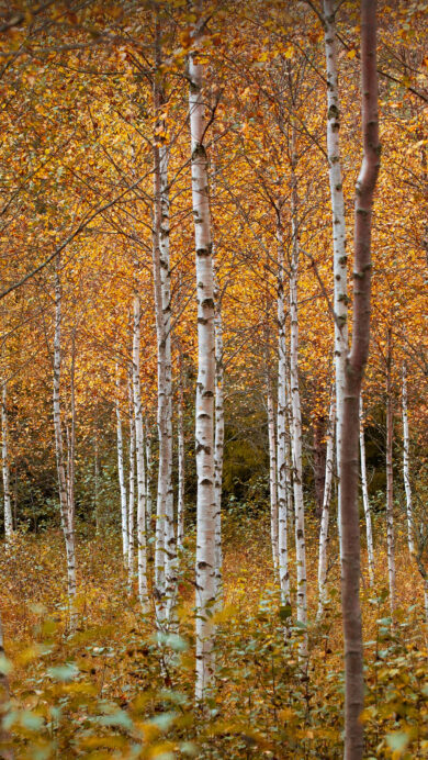 An immersive 4K wallpaper showcasing a dense forest of slender white birch trees in full autumn color in Drammen, Norway. The striking contrast between the glowing golden and russet leaves and the ghostly white trunks creates a serene, vibrant autumnal atmosphere.