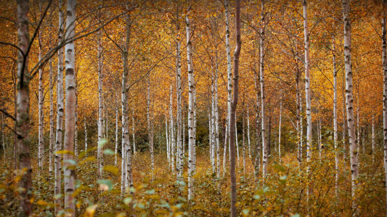 An immersive 4K wallpaper showcasing a dense forest of slender white birch trees in full autumn color in Drammen, Norway. The striking contrast between the glowing golden and russet leaves and the ghostly white trunks creates a serene, vibrant autumnal atmosphere.