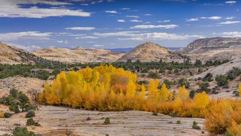 A breathtaking 4K wallpaper of autumn cottonwood trees lining a stream bed within the expansive Grand Staircase-Escalante National Monument in Utah. Their vivid golden and orange leaves glow brilliantly against the sun-drenched, layered sandstone hills and the crisp blue sky dotted with scattered white clouds, evoking a serene desert autumn.