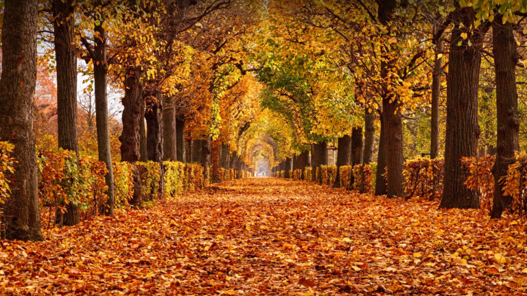 A radiant 4K wallpaper of an autumn foliage path winding through Schönbrunn Palace Park in Vienna. Golden light filters through the canopy of vibrant orange and yellow trees, casting a warm, inviting glow upon the thick carpet of fallen leaves.