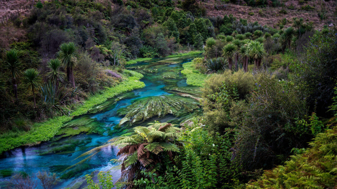 An immersive 4K wallpaper showcasing the pristine Blue Spring Te Waihou River winding through a lush New Zealand forest landscape. Its extraordinarily vibrant turquoise waters, teeming with emerald aquatic plants, create a striking contrast against the dark green native bush, evoking a sense of tranquil natural beauty.