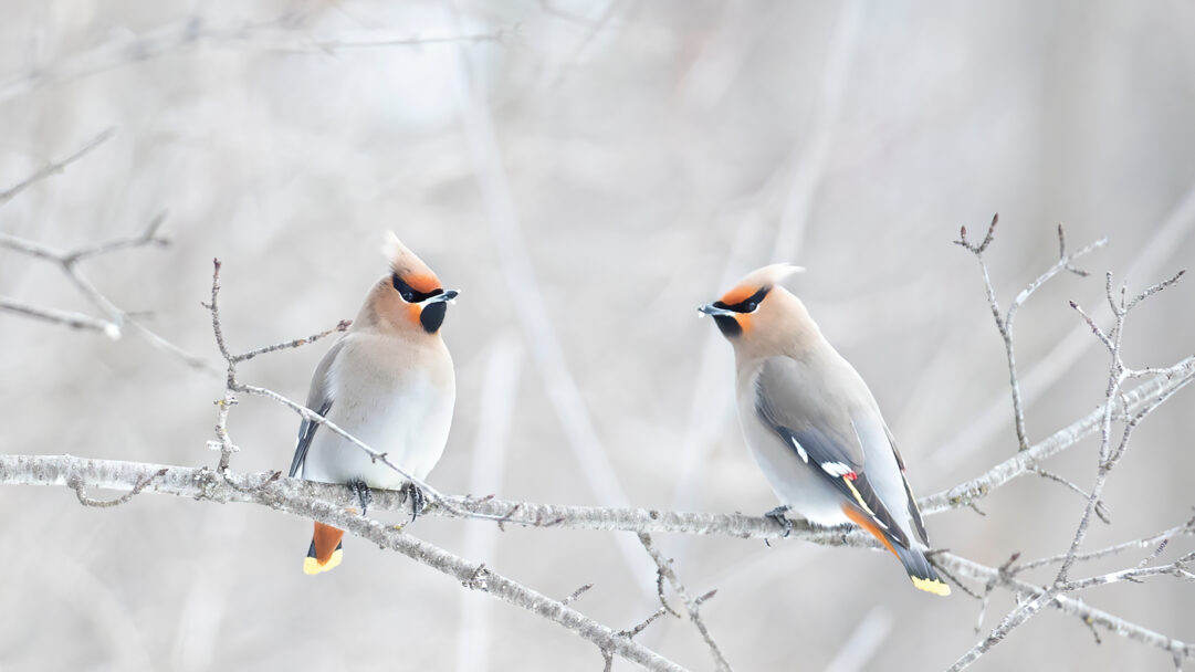 A serene 4K wallpaper presenting two Bohemian Waxwings perched on a frosted branch in a Canadian winter landscape. Their warm plumage, with distinctive crests and black eye masks, offers a striking yet subtle contrast against the delicate texture of the ice-covered branches and the soft, diffused light of the winter scene.
