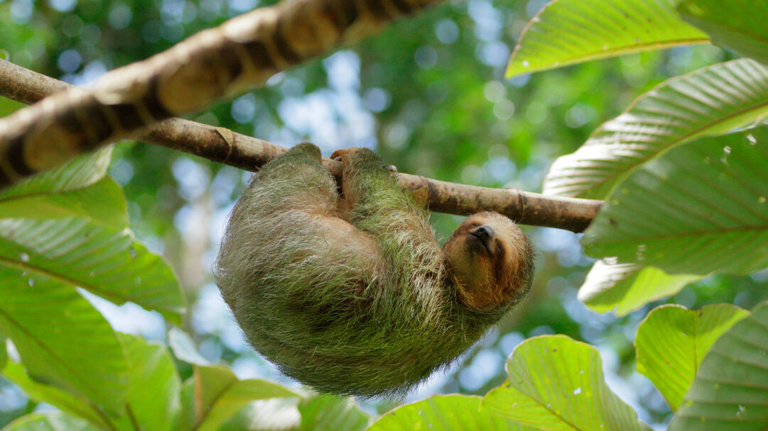 A serene 4K wallpaper captures a Brown-throated Three-toed Sloth sleeping peacefully, curled around a thick tree branch in a lush tropical setting. Its mossy fur blends subtly with the vibrant green foliage, while soft dappled light highlights its content, sleeping face against a blurred forest background.