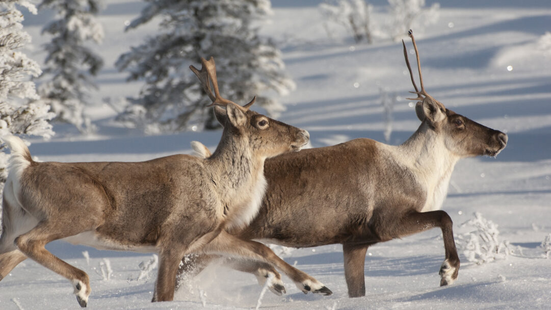 A stunning 4K wallpaper featuring two majestic caribou running through a pristine Alaskan winter landscape. Sunlight glints off the fresh snow kicked up by their hooves, creating a dynamic sense of motion and highlighting the serene yet active winter scene.