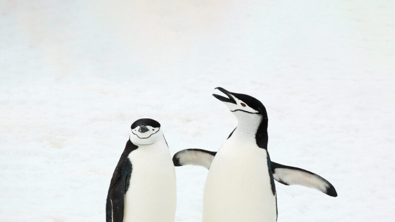 A captivating 4K wallpaper showcasing two Chinstrap Penguins standing prominently on pristine white snow in the South Sandwich Islands. The stark contrast of their black and white plumage against the minimalist snowy expanse highlights one penguin observing calmly, while the other calls out with an open beak and extended flippers, creating a lively moment.