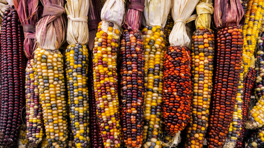 An abundant 4K wallpaper of a vibrant flint corn harvest depicts dozens of multi-colored flint corn ears displayed vertically, their dried husks tied together in neat bunches. The striking mosaic of glossy kernels showcases rich hues of deep purple, fiery orange, golden yellow, and creamy white, creating a warm, festive autumnal feeling.