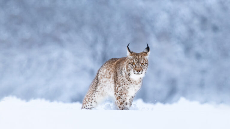 A captivating 4K wallpaper captures a magnificent Eurasian Lynx standing alert in a field of deep, fresh snow. Its piercing amber eyes fixate on the viewer, its speckled winter coat perfectly blending with the soft blue-grey winter forest backdrop.