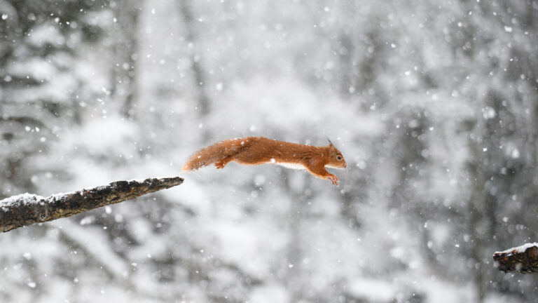 An exhilarating 4K wallpaper capturing a vibrant Eurasian Red Squirrel mid-leap between snow-dusted branches in a serene winter forest. Its brilliant reddish-orange fur stands out against the soft, bokeh blur of countless falling snowflakes, conveying the agility and spirited nature of wildlife in a frosty wonderland.