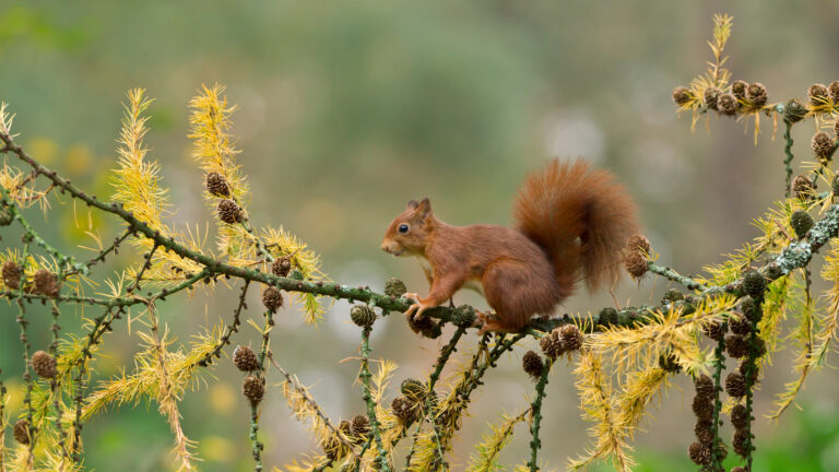 An enchanting 4K wallpaper presenting a Eurasian Red Squirrel perched on a vibrant larch branch in the Netherlands. Its bushy, rust-colored fur beautifully contrasts with the golden-yellow needles and small cones of the larch, set against a softly blurred green background.
