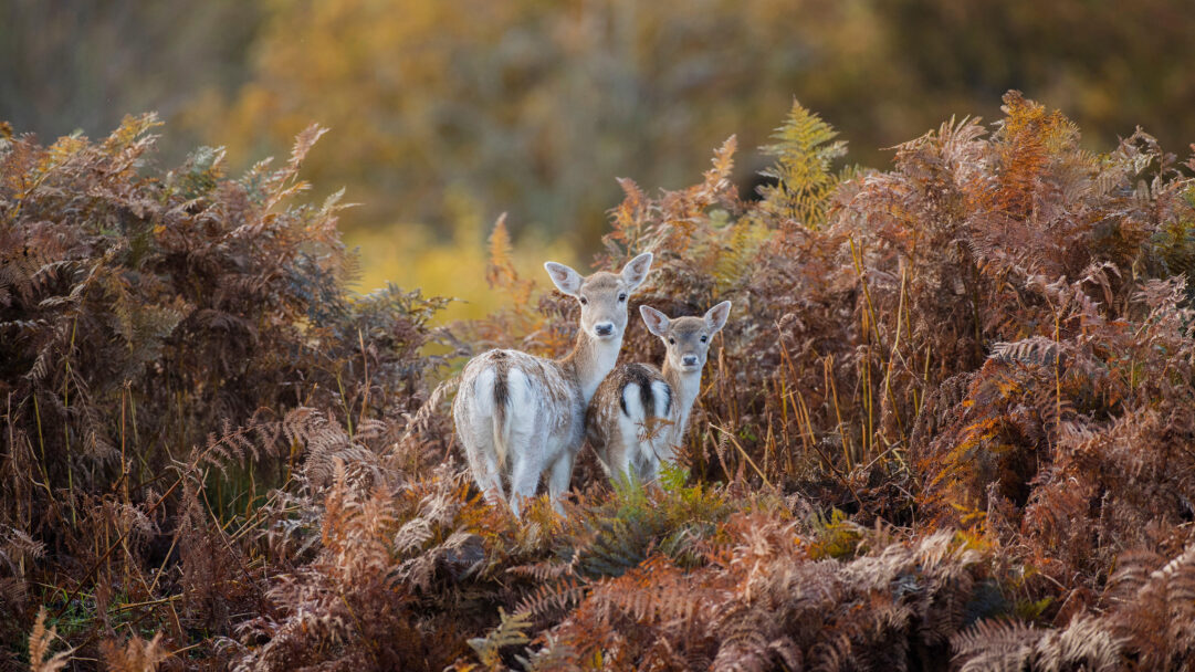 A breathtaking 4K wallpaper reveals a Fallow Deer and its fawn standing attentively amidst the rich autumn ferns of Bradgate Park. Their pale, spotted coats are beautifully illuminated by soft light, creating a striking contrast against the dense, textured tapestry of golden-brown and reddish autumn ferns.