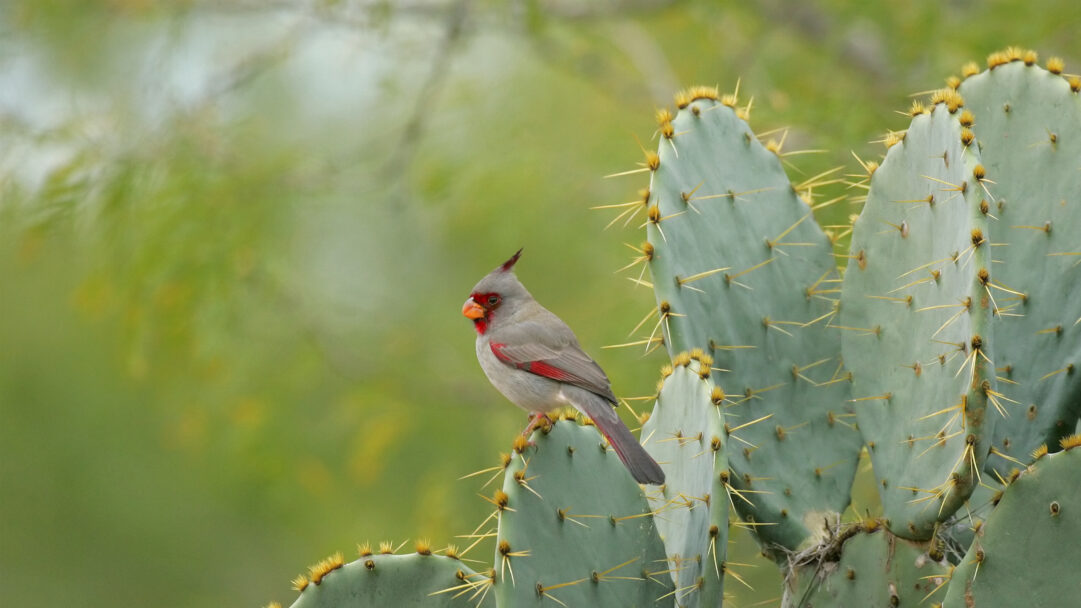 An exquisite 4K wallpaper captures a female Pyrrhuloxia perched attentively on a thorny green cactus in Texas. The bird's subtle grey plumage with a vibrant red crest and beak contrasts beautifully with the sharp yellow spines of the cactus and the soft, blurred green background, creating a serene desert tableau.