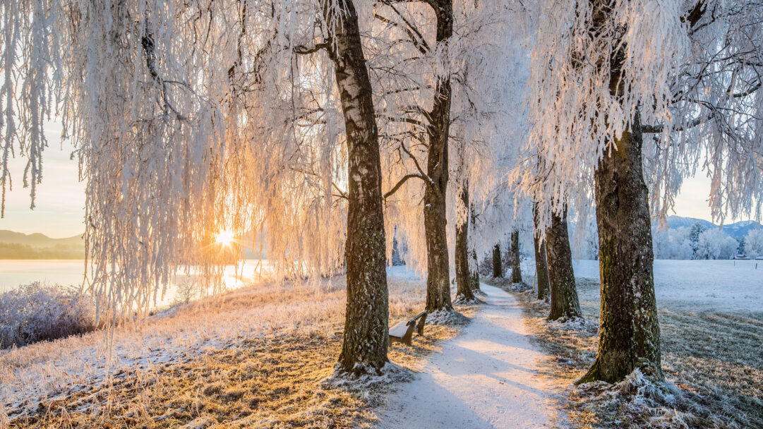A picturesque 4K wallpaper depicting a frosted birch tree avenue stretching along the snowy shores of Staffelsee in Uffing am Staffelsee during a serene winter sunrise. The golden light of the rising sun brilliantly illuminates the delicate hoar frost clinging to the birch branches, casting long shadows and creating a magical, sparkling winter wonderland atmosphere.