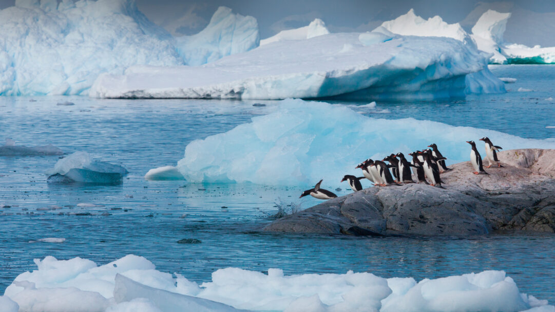 A majestic 4K wallpaper showcasing Gentoo Penguins in Antarctica, where several are gathered on a rocky outcrop surrounded by frigid blue water and colossal icebergs. One penguin is dramatically mid-air, splashing into the vibrant azure water while others watch, creating a dynamic scene against the stark, ethereal blue and white landscape of the Antarctic ice.