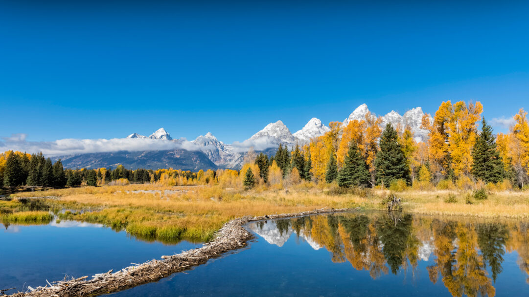 A breathtaking 4K wallpaper capturing Grand Teton National Park in Wyoming during a vibrant fall day, where majestic snow-capped mountains rise above a landscape of golden trees and still water. A prominent beaver dam stretches across the foreground, while brilliant yellow and orange fall foliage along the banks reflects perfectly on the calm water, creating a stunning interplay of color and light.