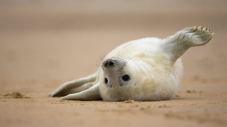 An enchanting 4K wallpaper captures a fluffy gray seal pup lying playfully on its back on a sandy beach in Norfolk, England. Its head is charmingly tilted towards the viewer, highlighting its dark, expressive eyes and long, delicate whiskers against its soft, pale fur.