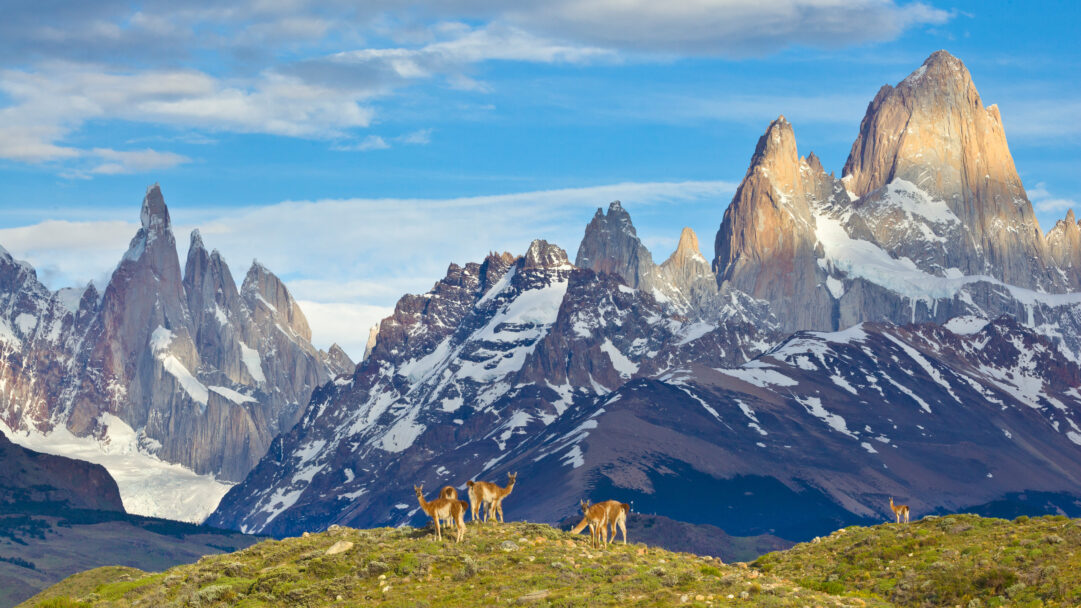 A breathtaking 4K wallpaper reveals a group of guanacos standing on a verdant hillside within the expansive Los Glaciares National Park in Patagonia, Argentina. The guanacos are dwarfed by the towering, snow-dusted peaks, with a prominent golden-hued mountain bathed in warm sunlight under a vivid blue sky, creating a majestic and serene landscape.