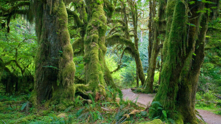 An immersive 4K wallpaper transports viewers into the legendary Hall of Mosses Trail in the Hoh Rain Forest, where a winding dirt path leads deep into a primeval woodland. Towering trees are completely engulfed in a riot of thick, vibrant green moss that hangs dramatically from branches, bathed in a soft, ethereal light filtering through the dense canopy.