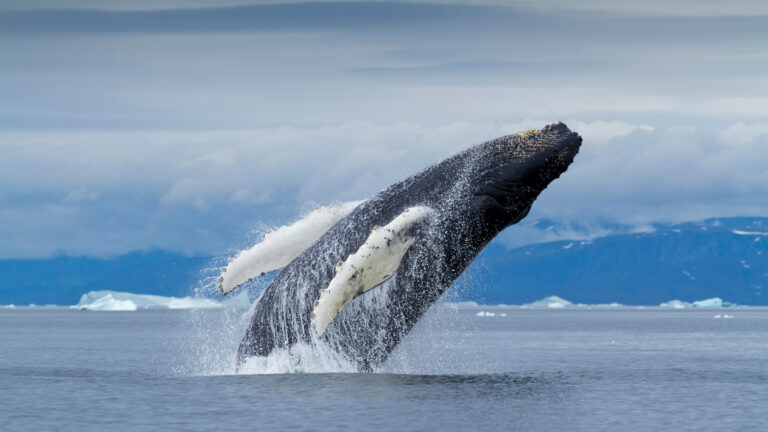 A majestic 4K wallpaper presents a humpback whale explosively breaching from the cold waters of Disko Bay, Greenland, against a backdrop of distant icebergs and a cloudy sky. Water cascades dramatically around its powerful dark body and long white flippers, emphasizing the raw energy and wild beauty of the Arctic seascape under a soft, diffused light.