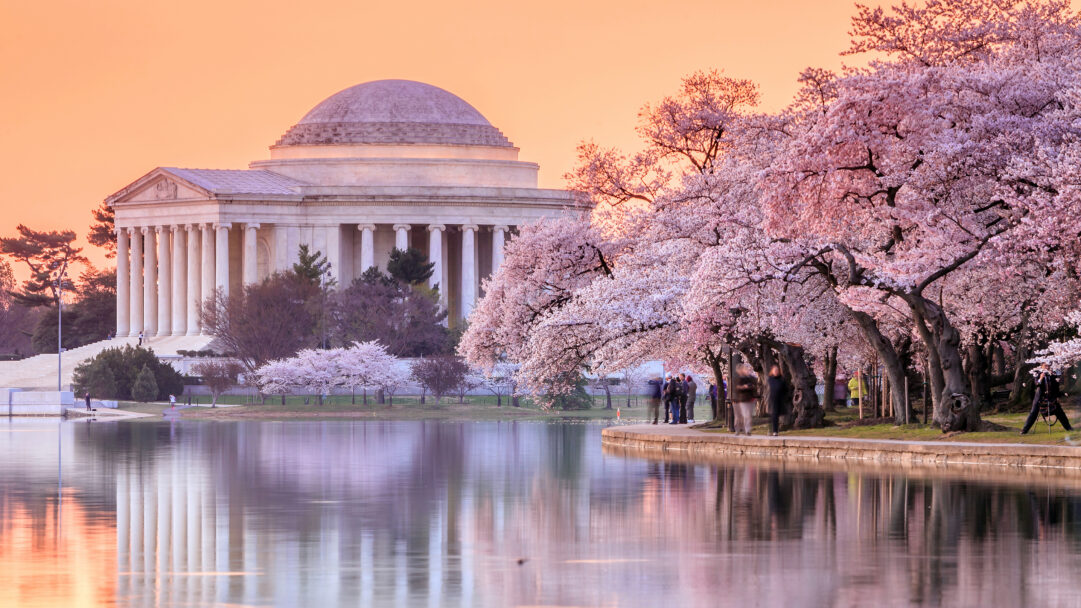 A breathtaking 4K wallpaper showcases the iconic Jefferson Memorial at sunset in Washington DC, framed by a vibrant display of pink cherry blossoms lining the Tidal Basin. The warm, golden-orange glow of the sky reflects on the water's surface, enhancing the soft pink of the blossoms and creating a tranquil, dreamlike ambiance.