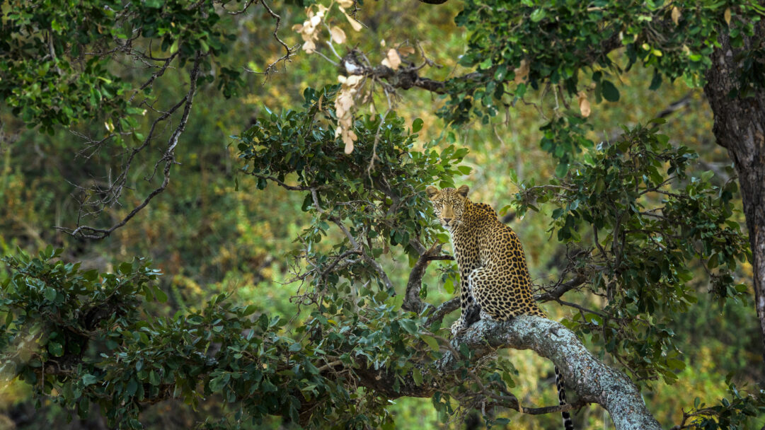 A captivating 4K wallpaper showcasing a leopard perched on a thick, lichen-covered tree branch amidst dense green foliage in South Africa's Kruger National Park. Its intense, watchful gaze pierces through the dappled sunlight, highlighting its distinctive spotted coat against the lush, natural backdrop.
