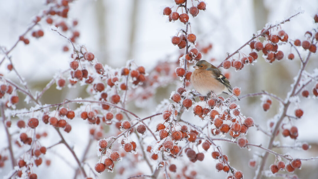 A crisp 4K wallpaper captures a male chaffinch perched among the branches of a frosted crab apple tree in winter. Its warm, subtle plumage provides a vivid contrast against the icy white frost coating the branches and the vibrant red crab apples, creating a striking and serene seasonal tableau.