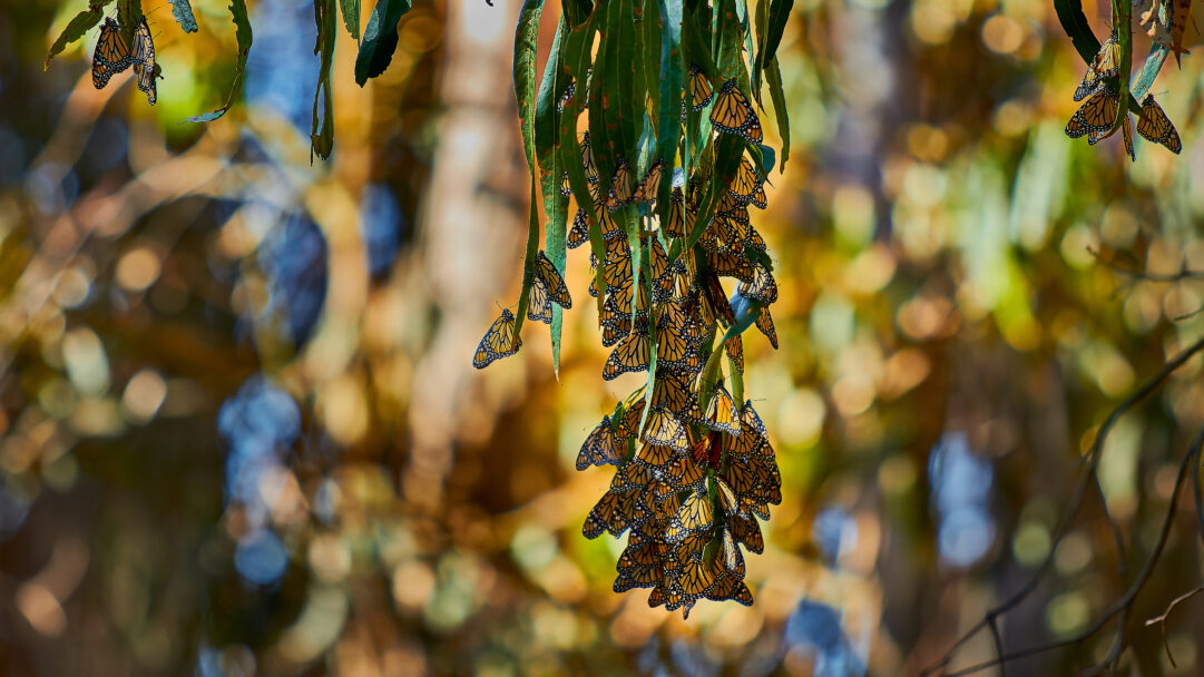 A breathtaking 4K wallpaper capturing a dense cluster of monarch butterflies clinging to verdant leaves and branches in Goleta, California. Their iconic orange and black wings create a vibrant, living tapestry against the softly blurred backdrop of warm natural light and foliage, conveying a sense of serene natural spectacle.