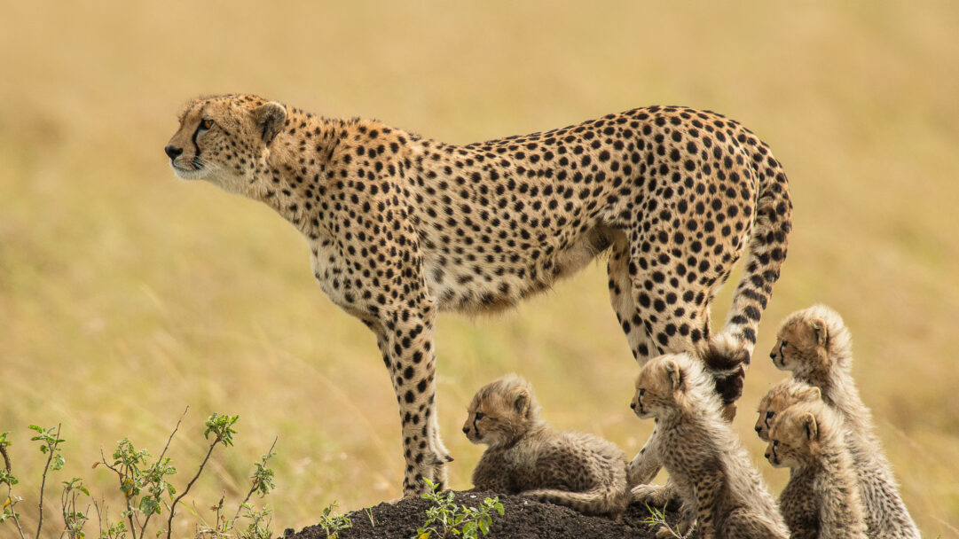 An evocative 4K wallpaper captures a vigilant Mother Cheetah and her four young cubs in the vast, sun-drenched plains of the Maasai Mara National Reserve. The mother stands alert, her spotted fur sharply defined against the blurred golden savanna, while her fluffy cubs huddle closely on a small rise, emphasizing their protective bond.