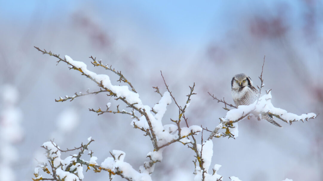 A captivating 4K wallpaper of a Northern Hawk-owl perched on a snow-covered branch in a serene winter landscape. Its finely patterned white and grey plumage, alongside piercing yellow eyes, creates a striking focal point against the soft, diffused blues and whites of the frosty background.