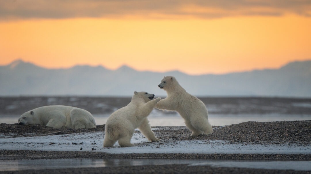 An enchanting 4K wallpaper capturing two polar bear cubs playfully wrestling on a snowy Alaskan shore in Kaktovik, with an adult bear resting peacefully nearby. The golden sunset bathes the crisp arctic landscape and their white fur in a warm glow, creating a striking contrast against the distant, soft blue mountains and dark water.