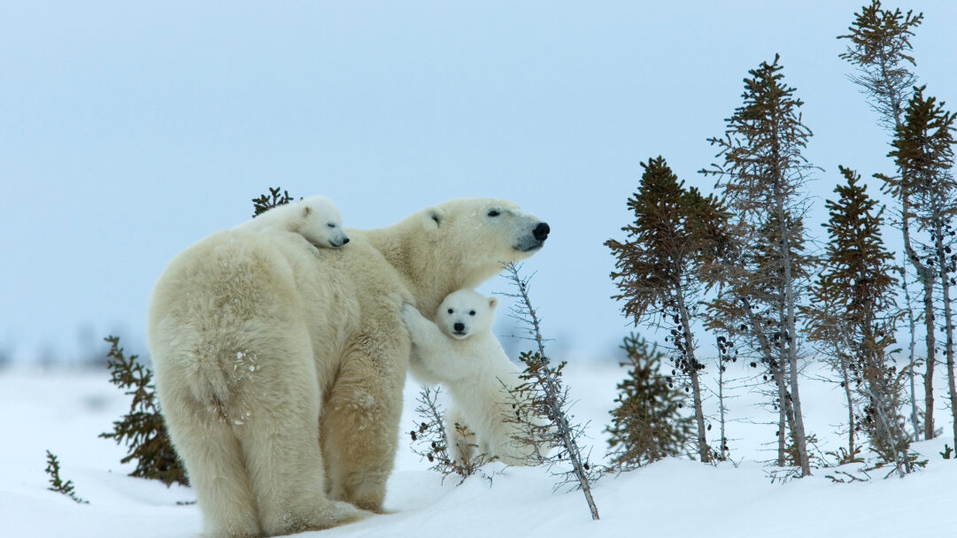 A captivating 4K wallpaper captures a polar bear mother and her two adorable cubs traversing the snowy expanse of Churchill, Manitoba, against a soft, pale blue sky and scattered pine trees. One cub naps snugly on the mother's back, while the other stands playfully at her side, looking upward, emphasizing the warmth of their bond and the pure white textures of their fur and the surrounding snow.