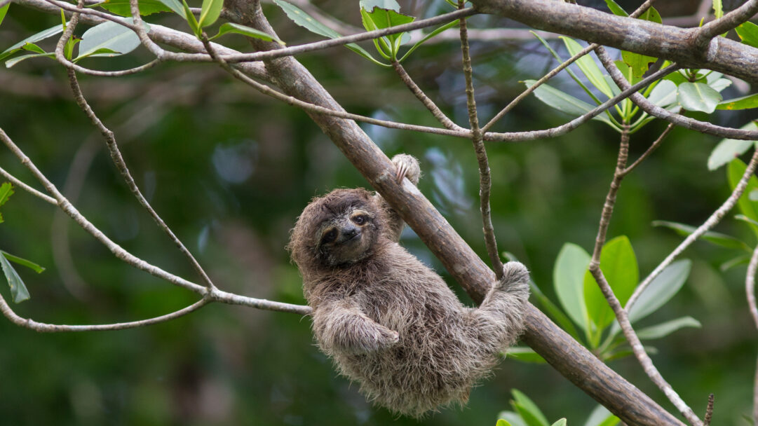 An endearing 4K wallpaper featuring a Pygmy Three-toed Sloth baby hanging from a thick tree branch on Isla Escudo de Veraguas, Panama. Its soft, shaggy fur and curious, innocent gaze are highlighted against the blurred green foliage, conveying a sense of delicate wildlife in its natural home.