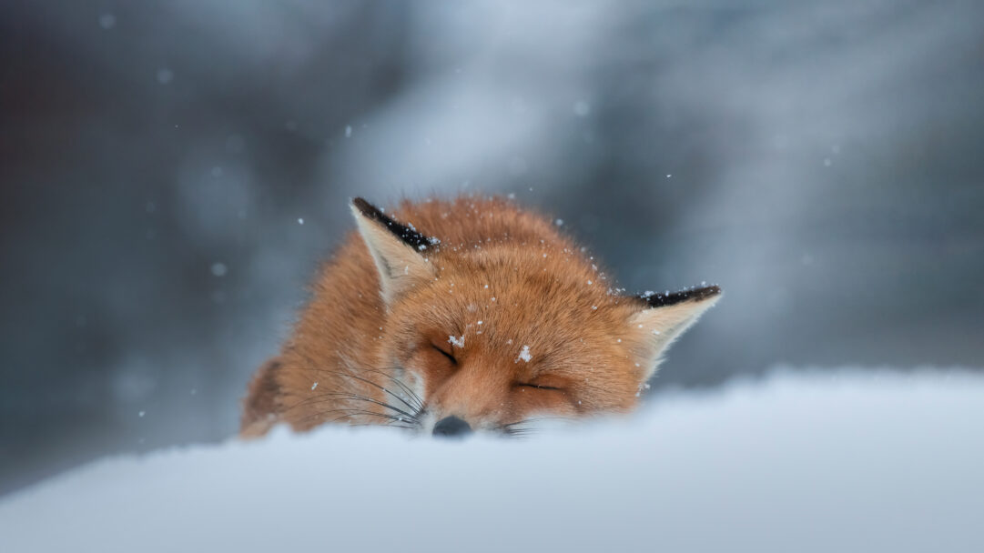 A serene 4K wallpaper capturing a red fox peacefully sleeping, partially buried in fresh snow in the winter landscape of Abruzzo, Italy. Its vibrant reddish-orange fur, dusted with delicate snowflakes, provides a warm contrast against the soft, cool tones of the surrounding snow, evoking a sense of peaceful slumber.