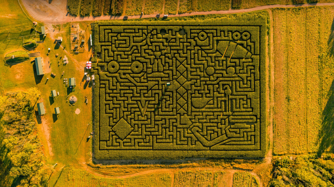 A captivating 4K wallpaper captures a vast, intricately designed corn maze in Saylorsburg, Pennsylvania, seen from an aerial perspective. Golden-yellow corn stalks form complex, geometric pathways that stretch across the frame, dramatically illuminated by warm, low-angle sunlight which emphasizes the maze's depth and scale.
