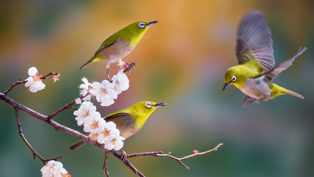 An enchanting 4K wallpaper showcases three vibrant Silvereye birds amidst delicate cherry blossoms in South Korea. The crisp detail of the perched and gracefully flying birds, alongside the soft white petals, beautifully contrasts with the serene, painterly blur of golden and teal hues, creating a lively yet peaceful spring scene.