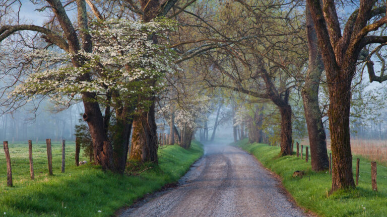 A serene 4K wallpaper captures Sparks Lane, a misty spring road winding through Cades Cove in the Great Smoky Mountains National Park. Flowering dogwood trees with white blossoms line the vibrant green edges of the gravel path, which gently fades into a soft, ethereal mist, creating a tranquil and inviting atmosphere.