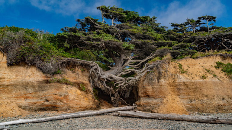 A captivating 4K wallpaper showcases the iconic Tree of Life, its dramatically exposed roots anchoring it to an eroded coastal cliff at Kalaloch Beach in Olympic National Park. Its intricate, gnarled roots elegantly drape across an undercut hollow in the sandy cliff, creating a natural cave while highlighting the tree's remarkable resilience against the elements.