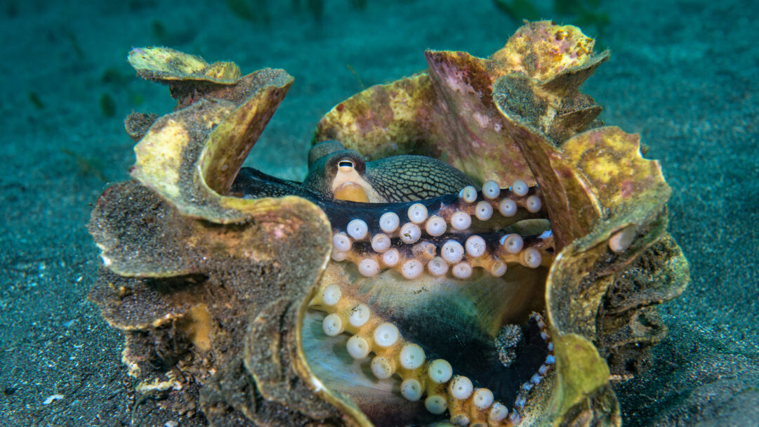 A captivating 4K wallpaper reveals a Veined Octopus strategically hiding within the intricately textured valves of a giant clam shell in the Sulawesi Sea, Indonesia. Its solitary eye cautiously peeks from the dark interior, its patterned mantle and pale suckers contrasting with the clam's earthy tones against the serene, deep blue water.