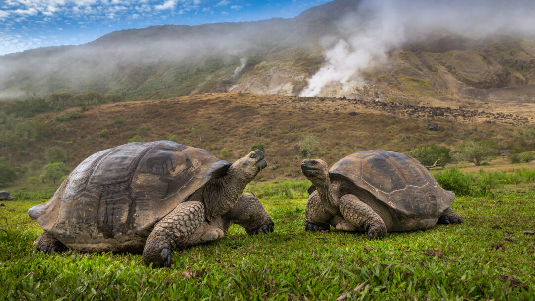 A magnificent 4K wallpaper features two Volcán Alcedo Giant Tortoises on lush green grass, set against the misty, volcanic slopes of Volcán Alcedo on Isabela Island. The vibrant green foreground contrasts sharply with the rugged, steaming volcanic landscape, lending an epic and ancient feel to this unique Galápagos scene.