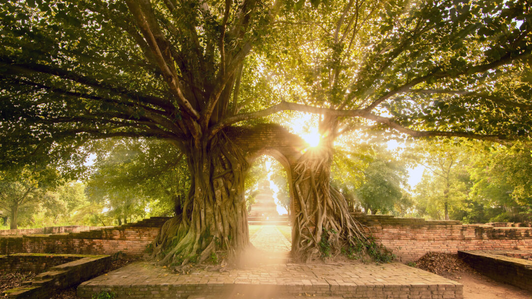 A serene 4K wallpaper of the historic Wat Phra Ngam Ayutthaya Historical Park Archway, intricately embraced by ancient tree roots. Brilliant sunlight radiates directly through the archway, creating a luminous pathway and dramatically highlighting the dense, entwined tree roots.
