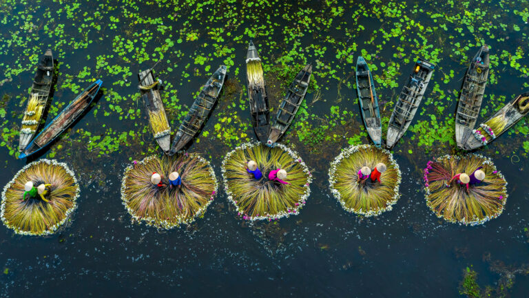 An exquisite 4K wallpaper showcases the traditional Water Lily Harvest in the Mekong River Delta, Long An, Vietnam, where groups of harvesters work among floating lily pads. The scene is defined by vibrant circular bundles of water lily stems and delicate white and purple flowers, creating a visually rich pattern against the dark water.