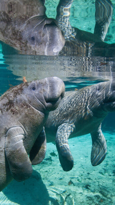 A serene 4K wallpaper displays a West Indian Manatee mother and her baby swimming gracefully underwater in the pristine Three Sisters Springs, Crystal River, Florida. Sunlight filters through the clear turquoise water, illuminating the manatees' textured skin and creating shimmering reflections on the surface, conveying a sense of tranquil aquatic life.