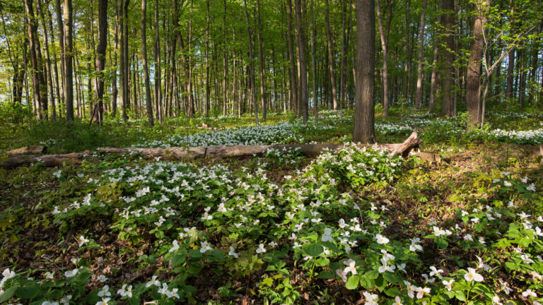 A breathtaking 4K wallpaper captures a lush Ontario forest floor completely covered in blooming white Trilliums. Sunlight filters softly through the canopy, illuminating the delicate white petals and creating a serene, vibrant natural scene.