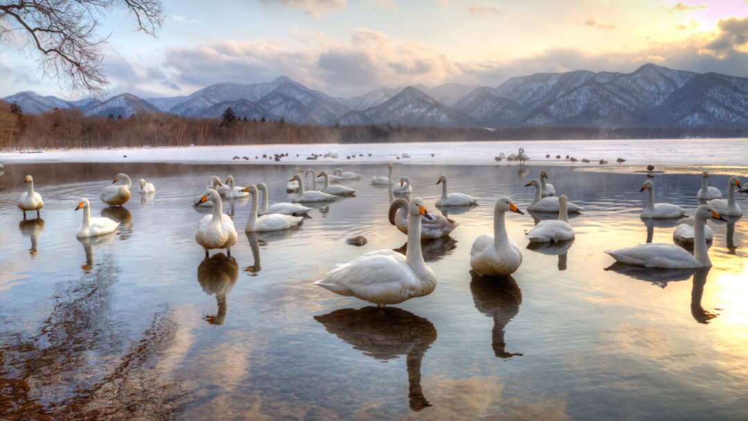 A captivating 4K wallpaper depicts numerous Whooper Swans gathered in the clear, shallow waters of Japan's Lake Kussharo during winter. The scene is bathed in a warm, ethereal golden light from the low sun, creating stunning reflections on the water that beautifully contrast with the snow-dusted mountains and bare winter trees.