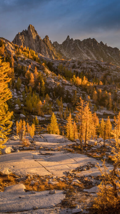 A breathtaking 4K wallpaper showcases golden larches brightly illuminated by evening sun amidst the rugged granite peaks of the Enchantments, Washington. The vibrant, sun-drenched golden foliage of the larches contrasts strikingly with the cool blue-grey sky and the deep shadows of Prusik Peak, creating a scene of dramatic autumnal beauty.