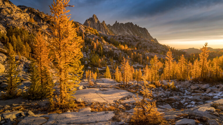 A breathtaking 4K wallpaper showcases golden larches brightly illuminated by evening sun amidst the rugged granite peaks of the Enchantments, Washington. The vibrant, sun-drenched golden foliage of the larches contrasts strikingly with the cool blue-grey sky and the deep shadows of Prusik Peak, creating a scene of dramatic autumnal beauty.