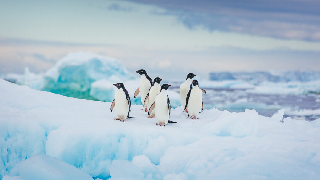 A captivating 4K wallpaper of five Adélie Penguins standing prominently on a vast Antarctic ice floe. The brilliant turquoise hues of the glacial ice and distant water create a striking contrast with the penguins' crisp black and white, highlighting the raw, serene beauty of their icy habitat.