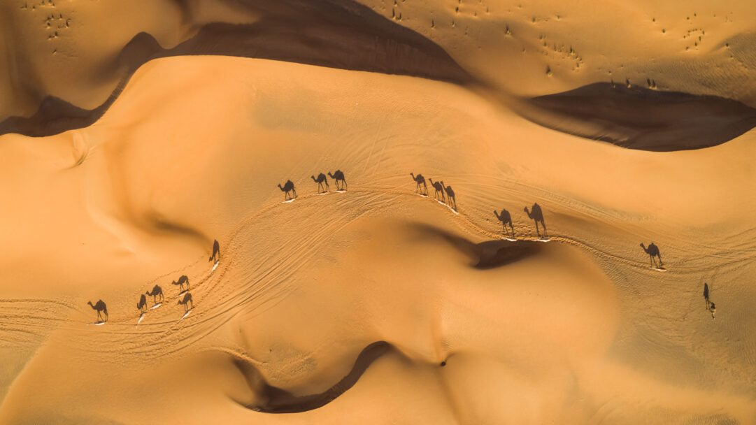 An expansive 4K wallpaper presents an aerial view of a caravan of camels trekking across golden desert dunes in the United Arab Emirates. The warm golden light emphasizes the soft, undulating patterns of the sand, with the camels' long, dark shadows stretching dramatically across the ridges.