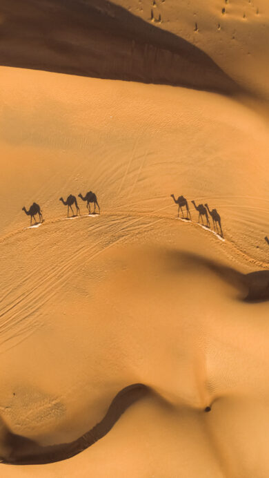 An expansive 4K wallpaper presents an aerial view of a caravan of camels trekking across golden desert dunes in the United Arab Emirates. The warm golden light emphasizes the soft, undulating patterns of the sand, with the camels' long, dark shadows stretching dramatically across the ridges.